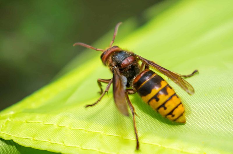 European Hornets