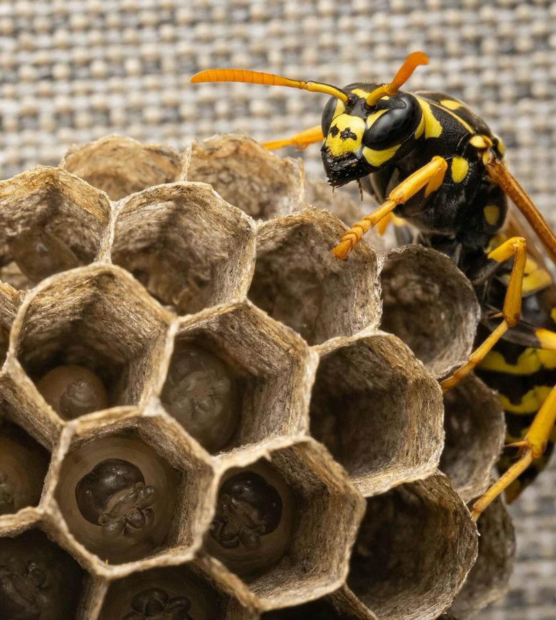 European Paper Wasps Tucked Into Cozy Corners