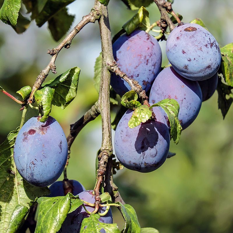 European Plums Ease Off Fast European Plums Ease Off Fast