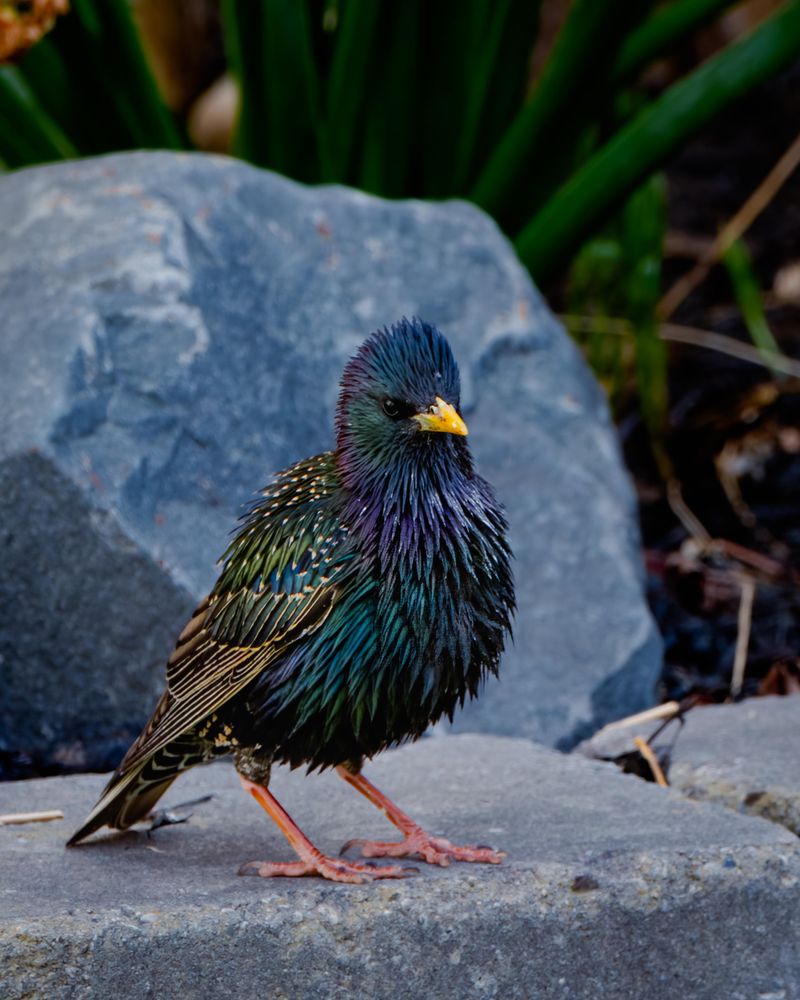 European Starlings Are The Birds Best Known For This Behavior European Starlings Are The Birds Best Known For This Behavior