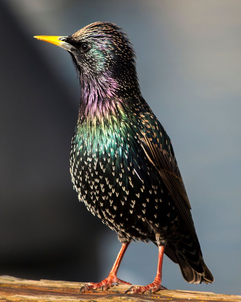 European Starlings Arrived Thanks to One Famous Release in New York