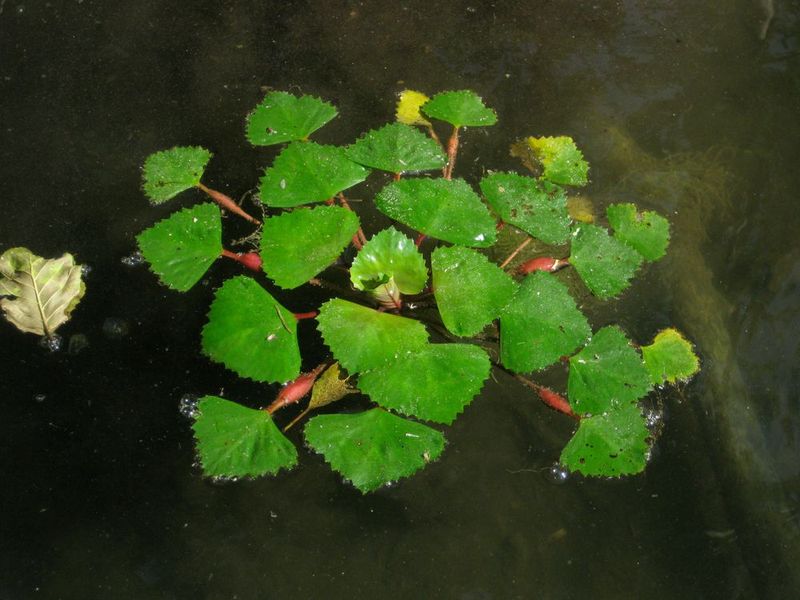 European Water Chestnut
