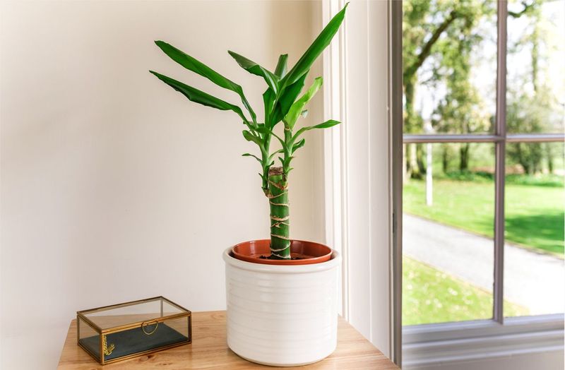 Even The Toughest Plant Needs Some Light To Survive