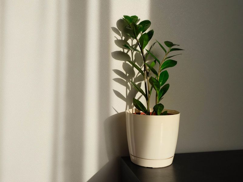 Even The Toughest Plant Needs Some Light To Survive