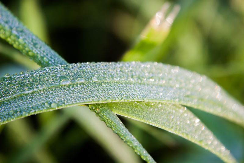 Evening Watering Keeps Blades Wet Too Long
