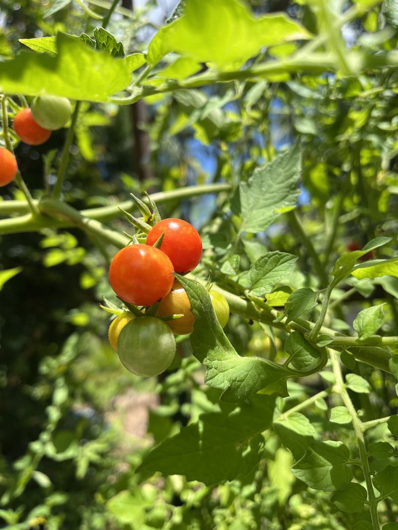 Everglades Tomatoes Keep Producing Tiny Fruit Through Hot Weather Everglades Tomatoes Keep Producing Tiny Fruit Through Hot Weather