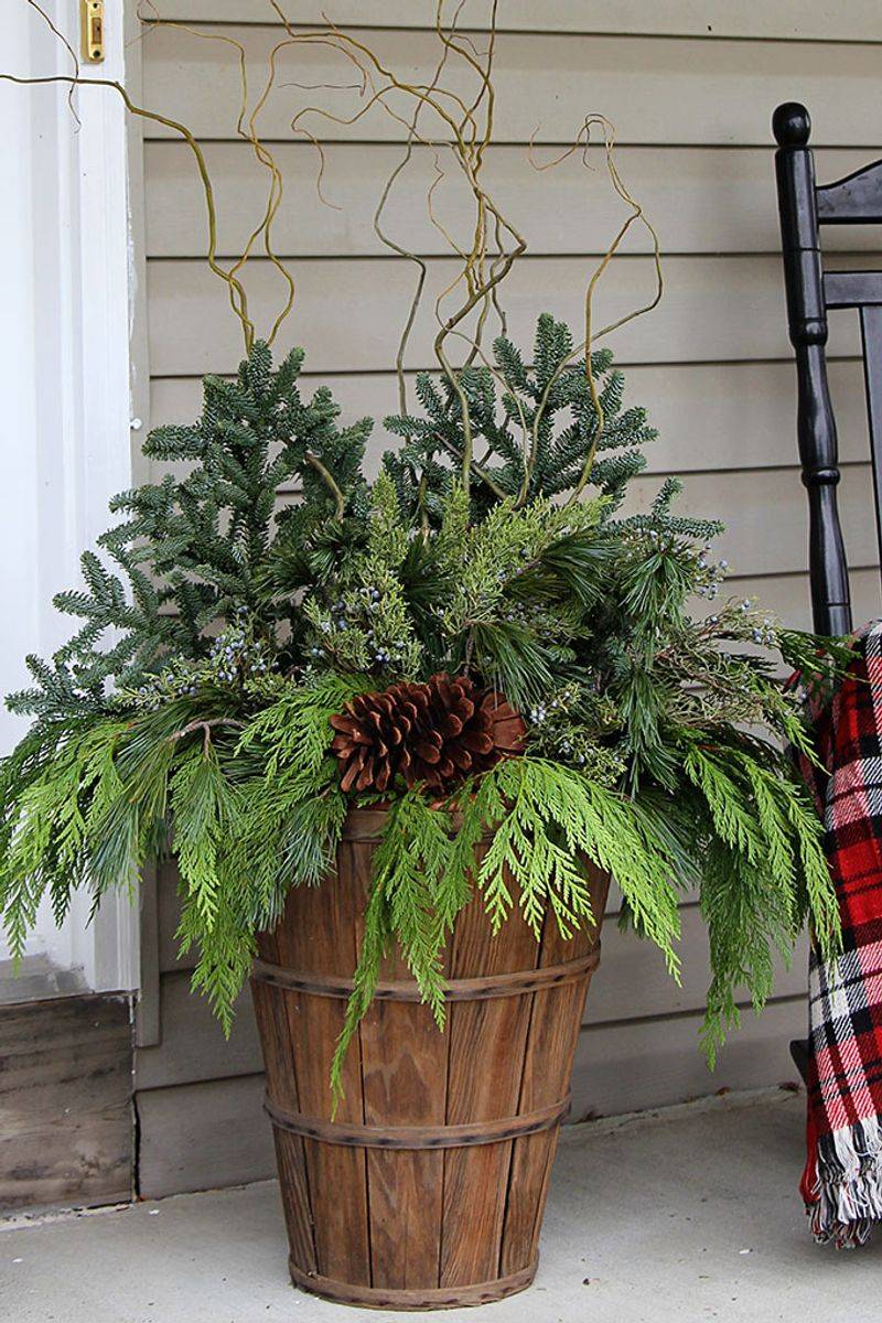 Evergreen Boughs Stay Green For Months