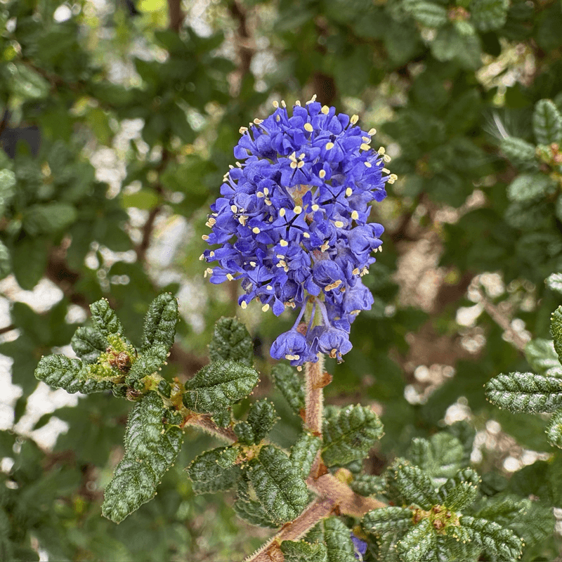 Evergreen Ceanothus Holds Its Color