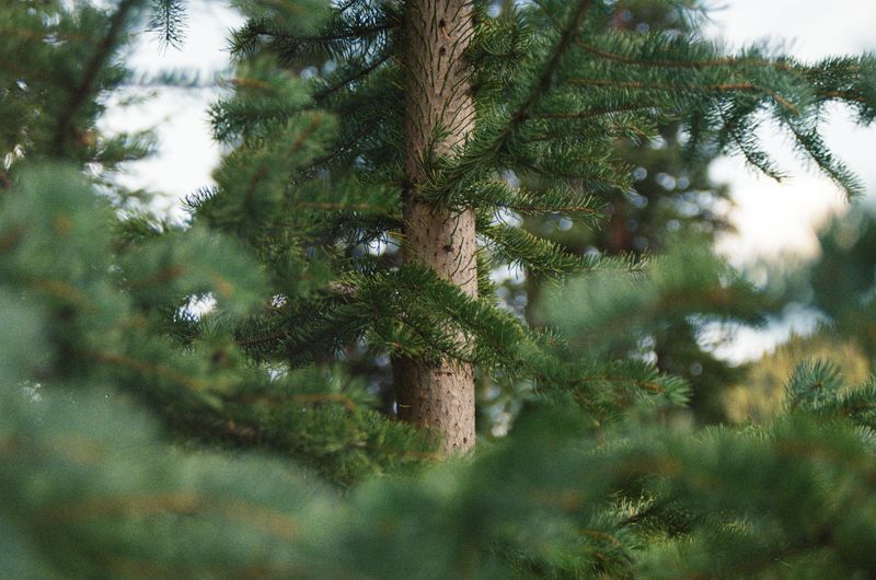 Evergreen Hideouts And Daytime Roosts