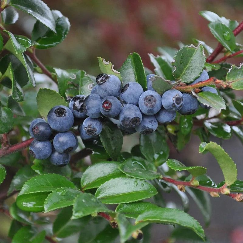Evergreen Huckleberry Adds Berries And Glossy Leaves