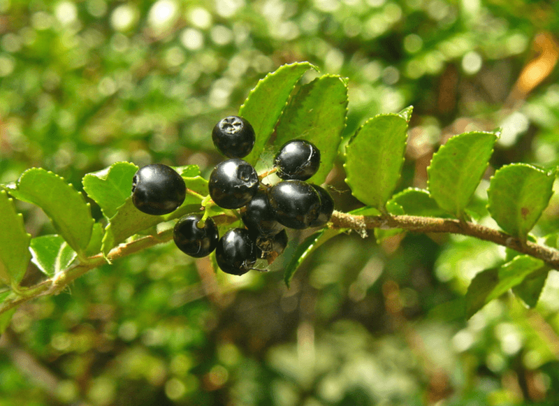 Evergreen Huckleberry Brings Glossy Leaves And Berries Evergreen Huckleberry Brings Glossy Leaves And Berries