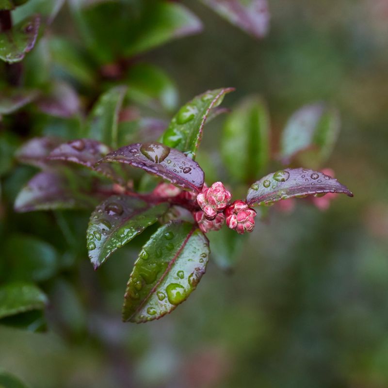 Evergreen Huckleberry Evergreen Huckleberry