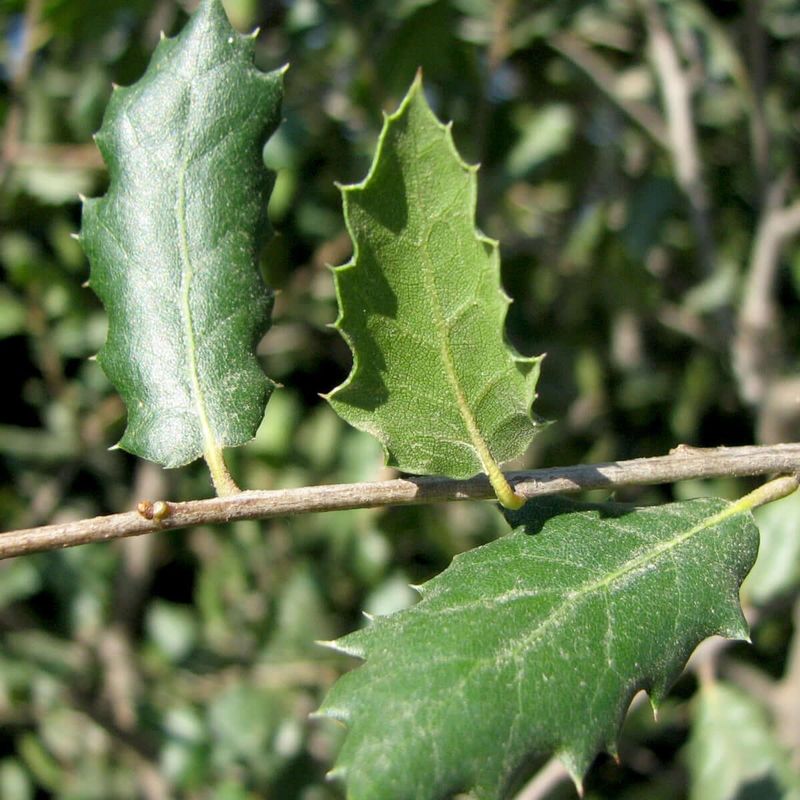 Evergreen Leaves Drop Gradually Not All At Once Evergreen Leaves Drop Gradually Not All At Once