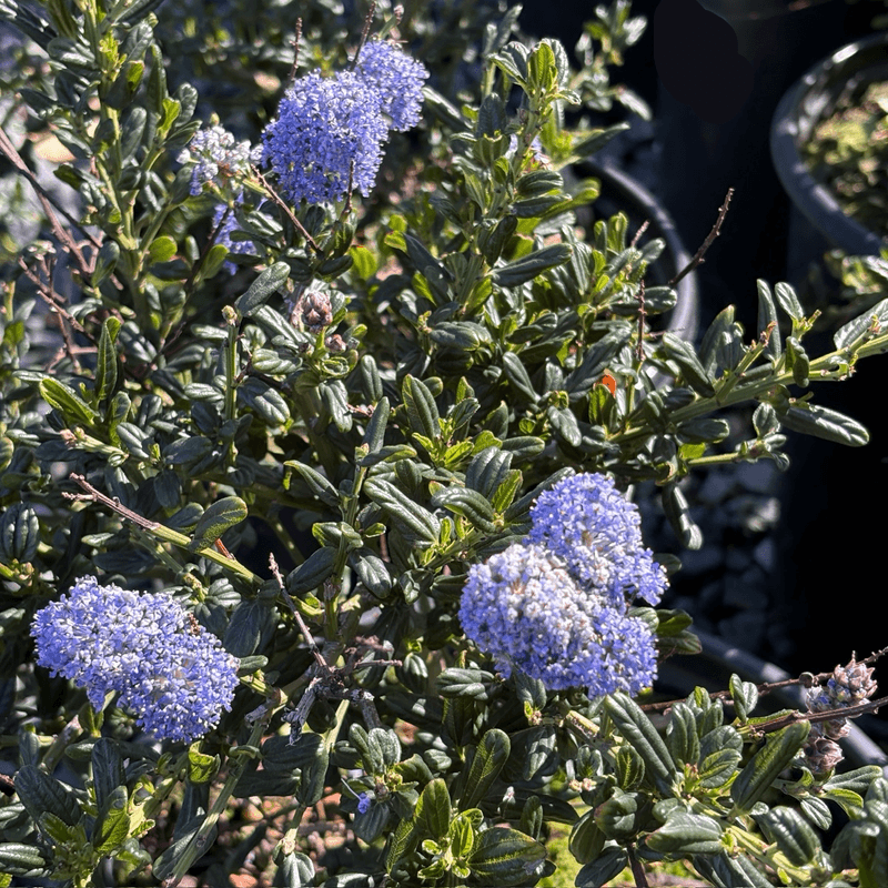 Evergreen Leaves Hold Color All Year Evergreen Leaves Hold Color All Year