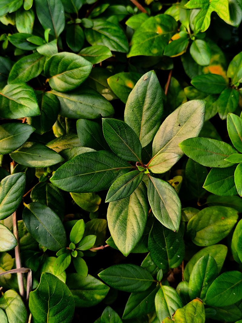 Evergreen Perennials Keep Their Leaves