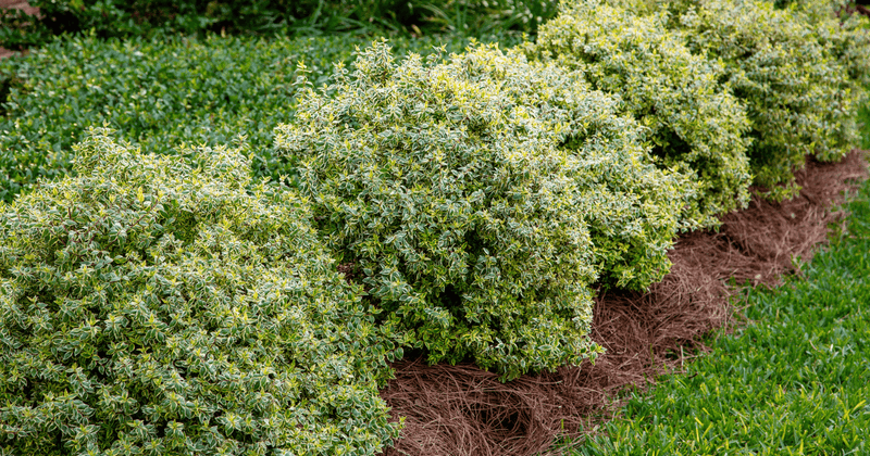 Evergreen Shrubs And Trees Should Wait Until Late Winter