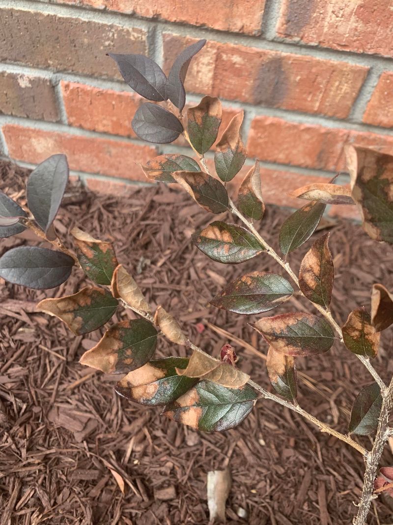 Evergreen Shrubs Still Shed Their Oldest Leaves