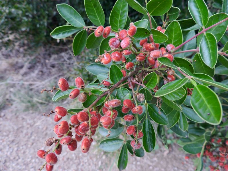Evergreen Sumac Shows Off Shiny Leaves And Red Fruit Evergreen Sumac Shows Off Shiny Leaves And Red Fruit