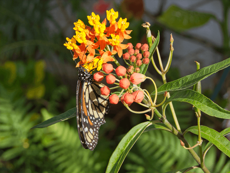 Evergreen Tropical Milkweed Sends Monarchs A Year-Round Breeding Signal Evergreen Tropical Milkweed Sends Monarchs A Year-Round Breeding Signal