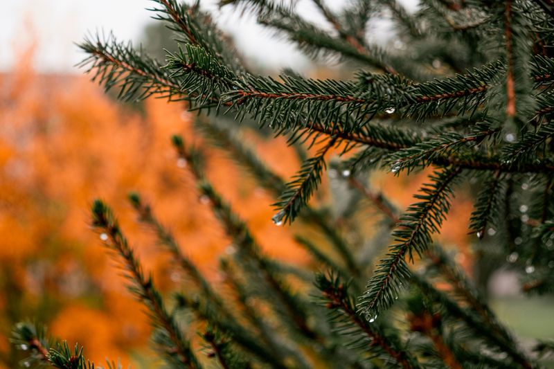 Evergreens Keep Losing Water All Winter