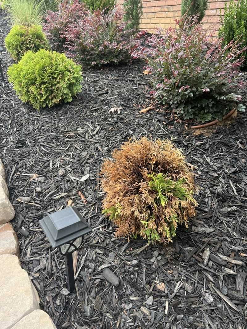 Evergreens May Hide Drought Damage Until Spring Evergreens May Hide Drought Damage Until Spring