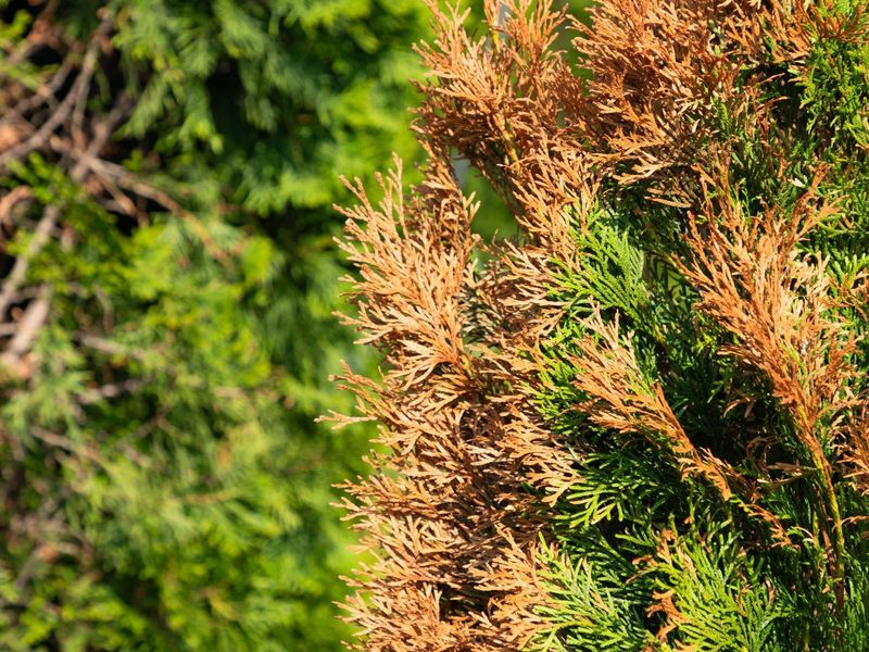 Evergreens Should Be First In Line For Water Evergreens Should Be First In Line For Water
