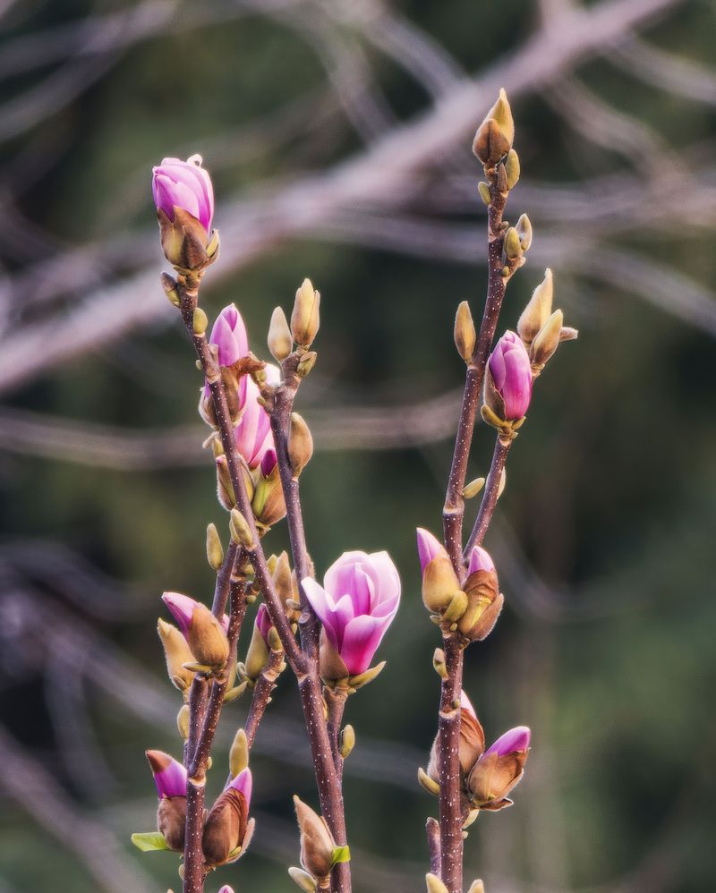 Every Bud Opening Now Is One Less Flower Next April