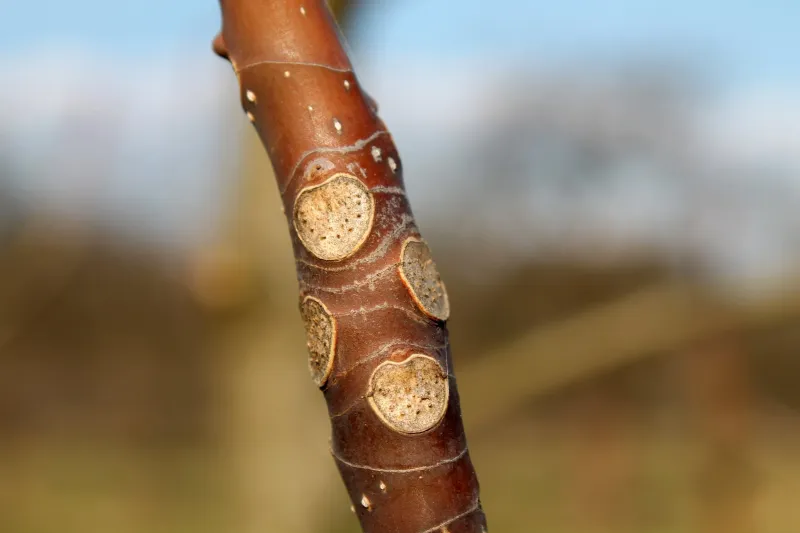 Every Leaf Forms Its Separation Layer At Once