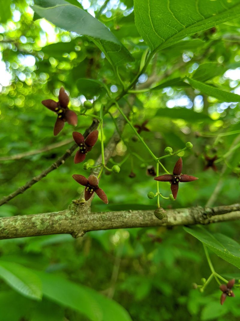 Every Part Of The Plant Is Poisonous