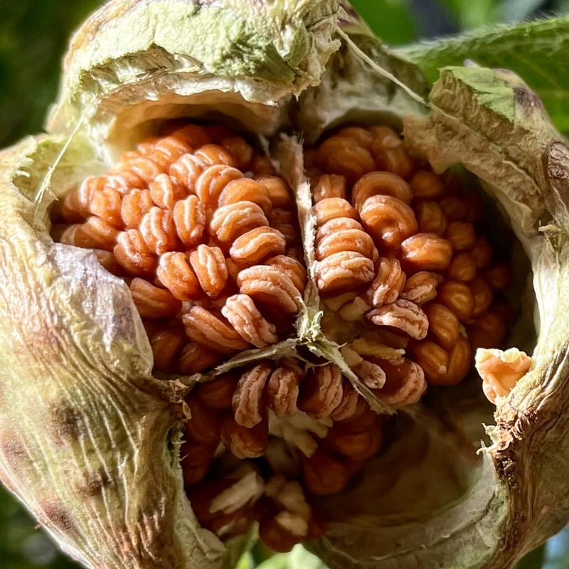 Every Part Of The Plant Is Toxic