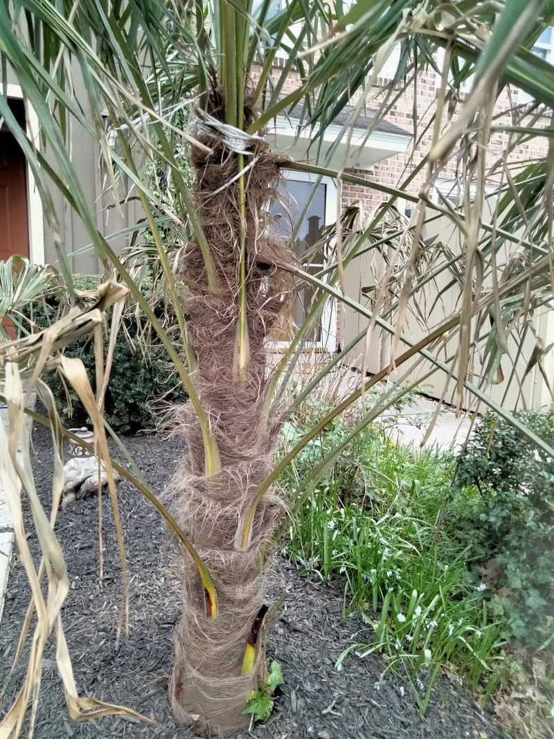 Everything Depends On A Single Growing Bud At The Crown