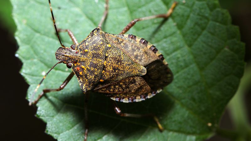Evidence Against Stink Bugs Is Still Thin