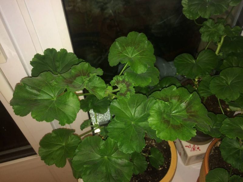 Excess Nitrogen Grows Leaves At The Expense Of Flowers