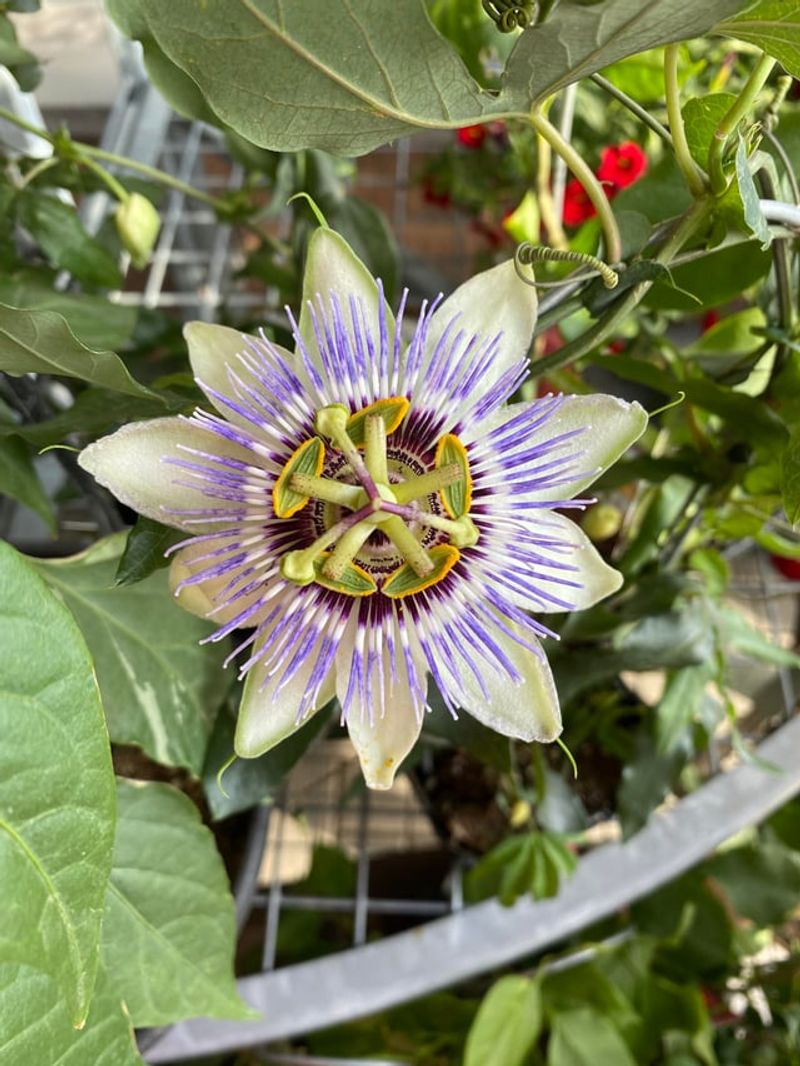 Exotic Blooms Stop Passersby