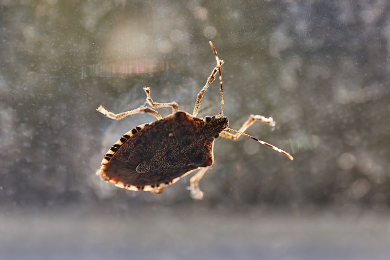 Expect A Few To Wake Up On Warm Winter Days