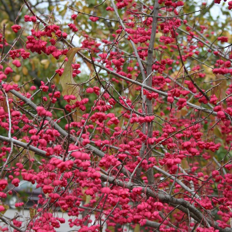Expect A Large Shrub About 10 To 15 Feet Tall