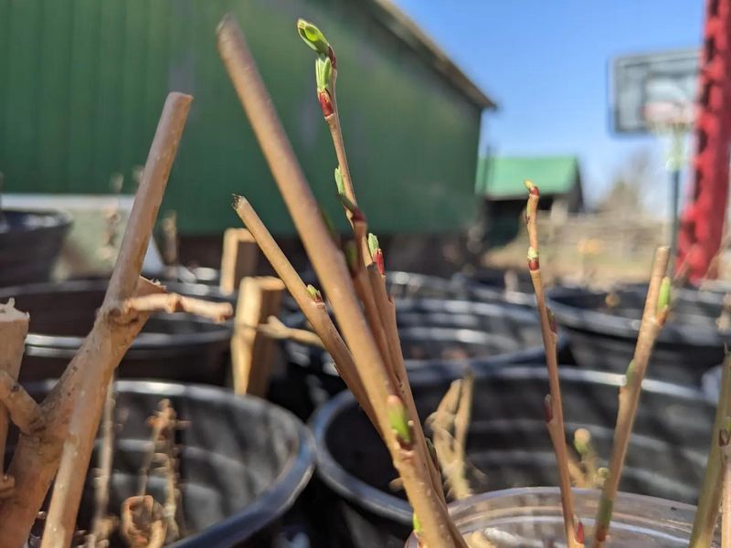 Expect About Half To Leaf Out In Spring Expect About Half To Leaf Out In Spring