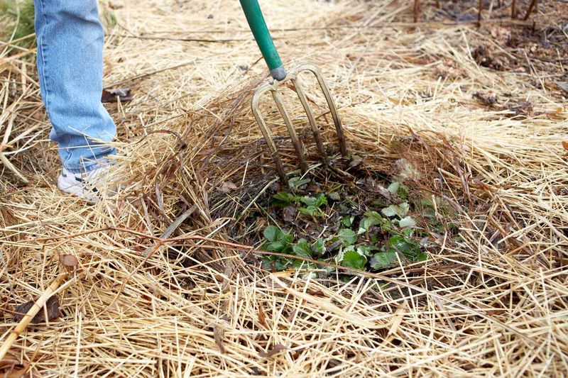 Expect Fresh Spring Growth From Your Fall Plants