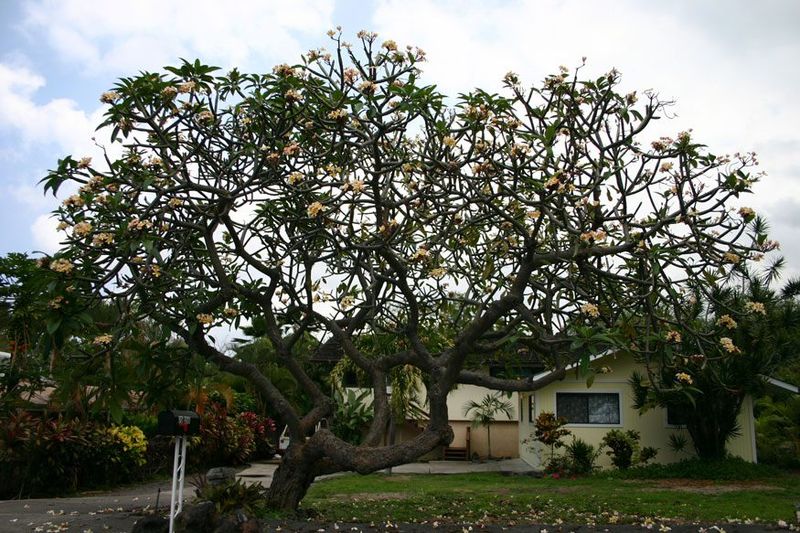 Expect Leaves To Drop As Plumeria Goes Dormant Expect Leaves To Drop As Plumeria Goes Dormant