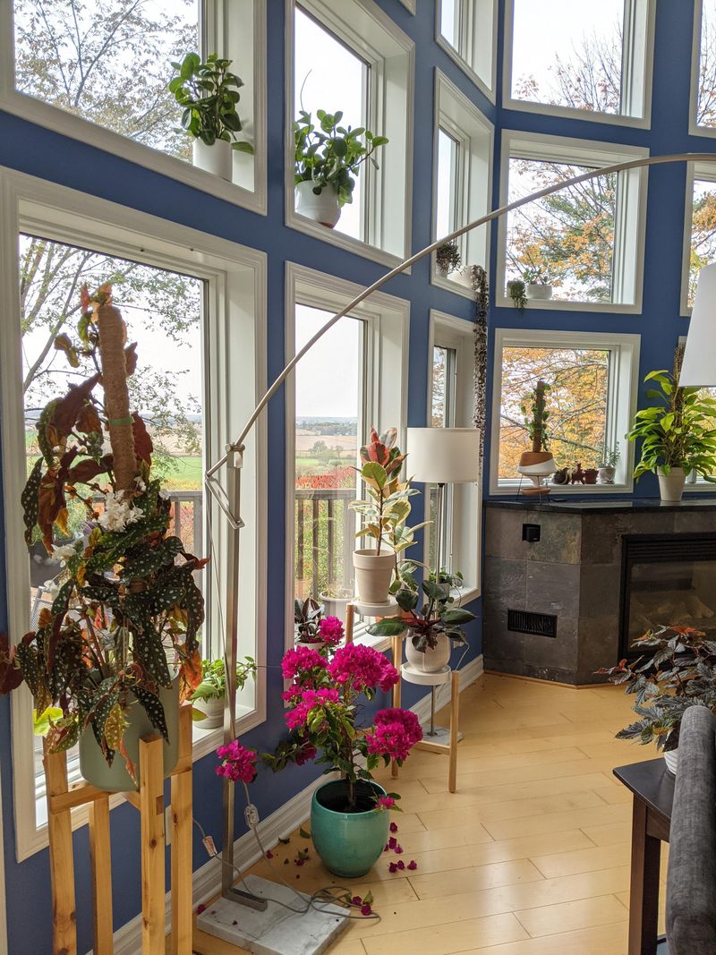 Expect Leaves To Drop Indoors