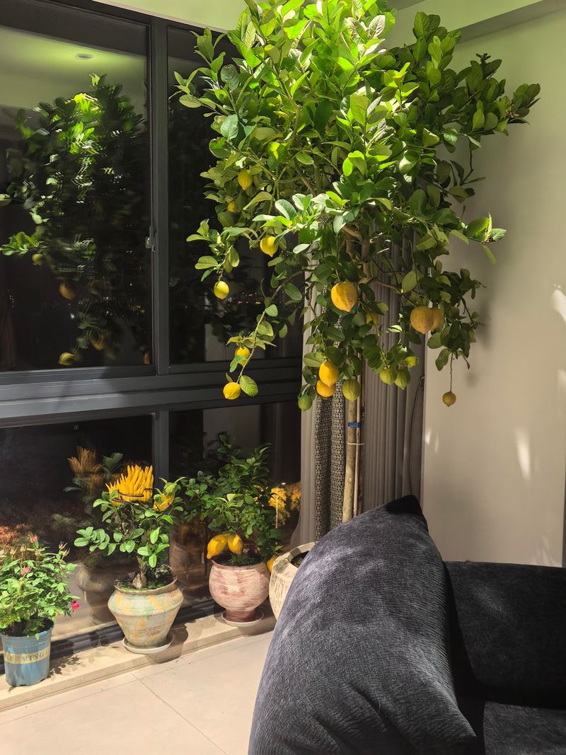 Expect Many Blossoms And Baby Lemons To Drop Expect Many Blossoms And Baby Lemons To Drop