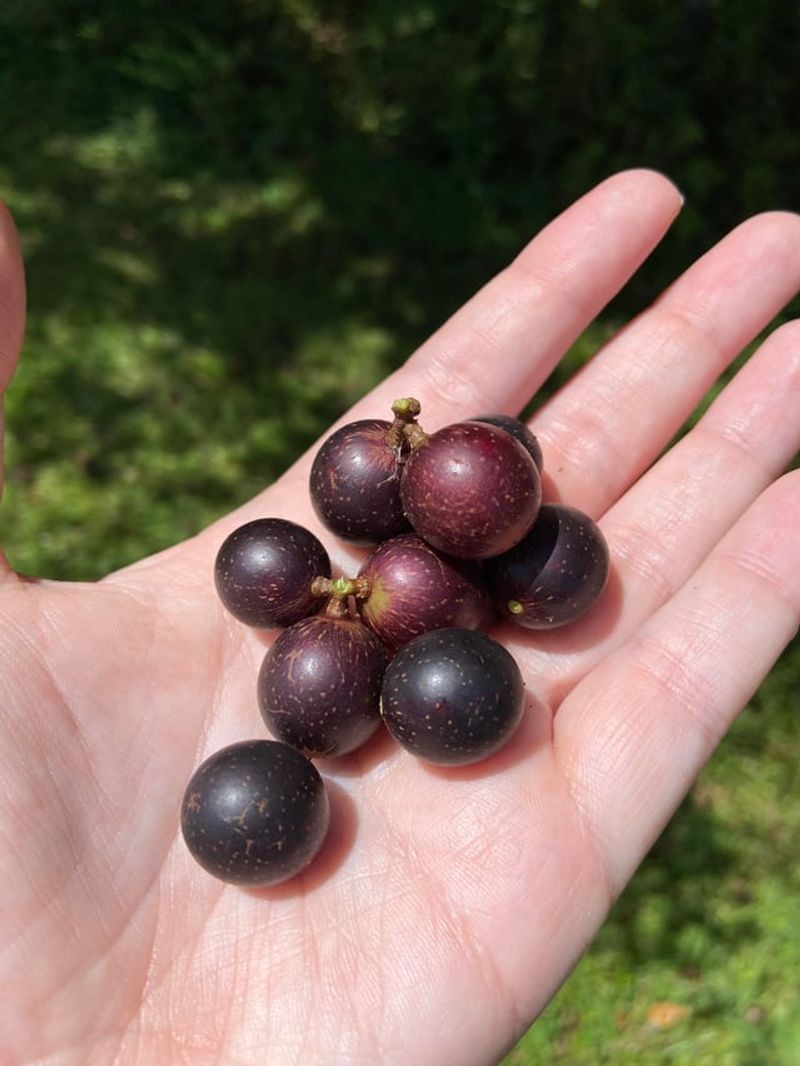 Expect Ripening Over Several Weeks