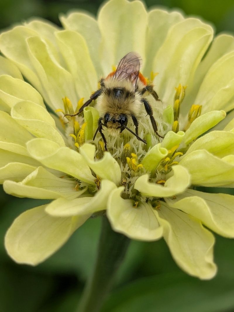 Expect Some Surprises From Cross-Pollination
