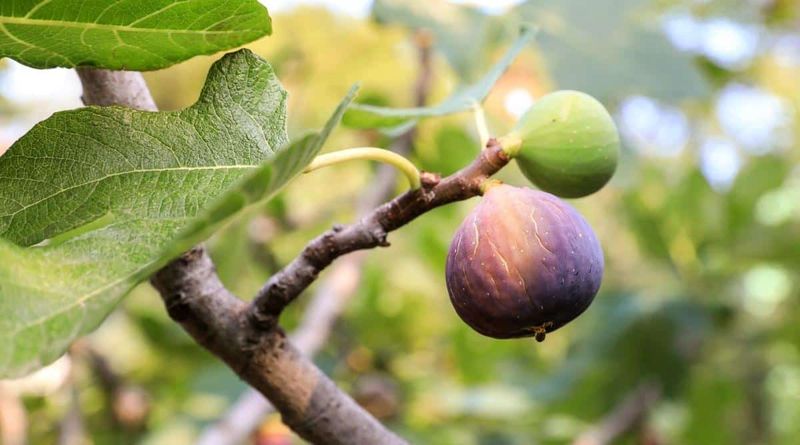 Expect a wait for fruit