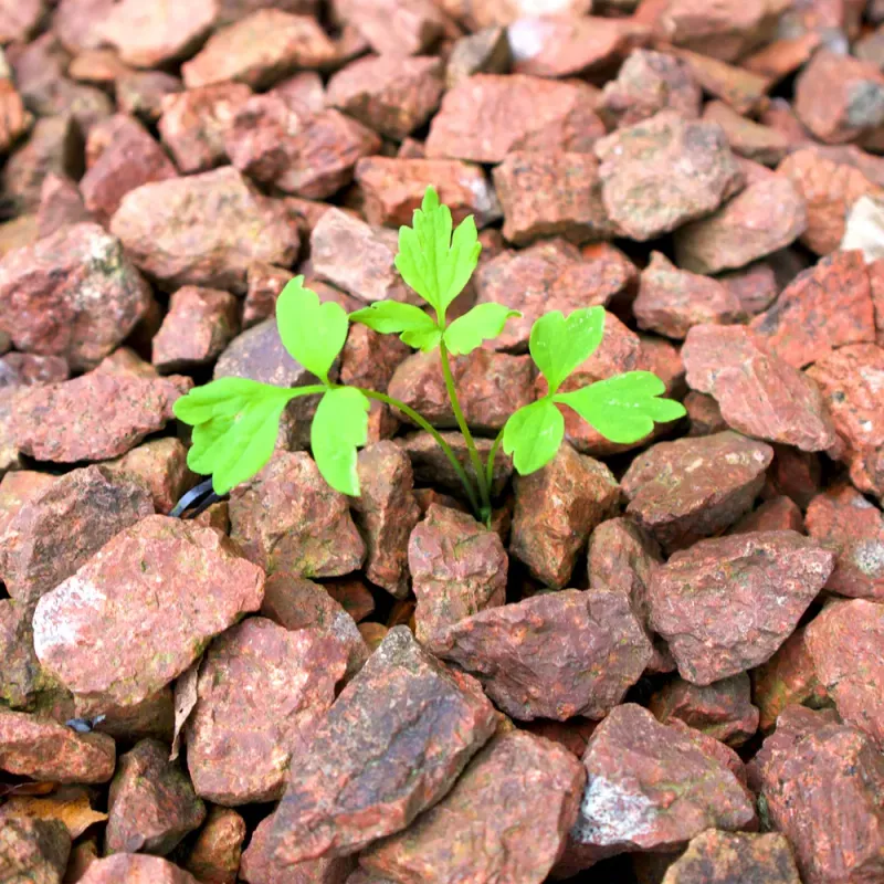 Expect to monitor and manage new growth