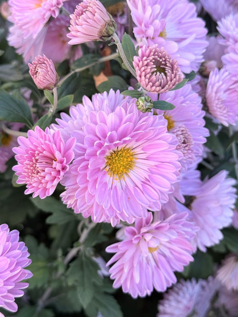 Expecting Blooms During A Late-Season Heat Wave