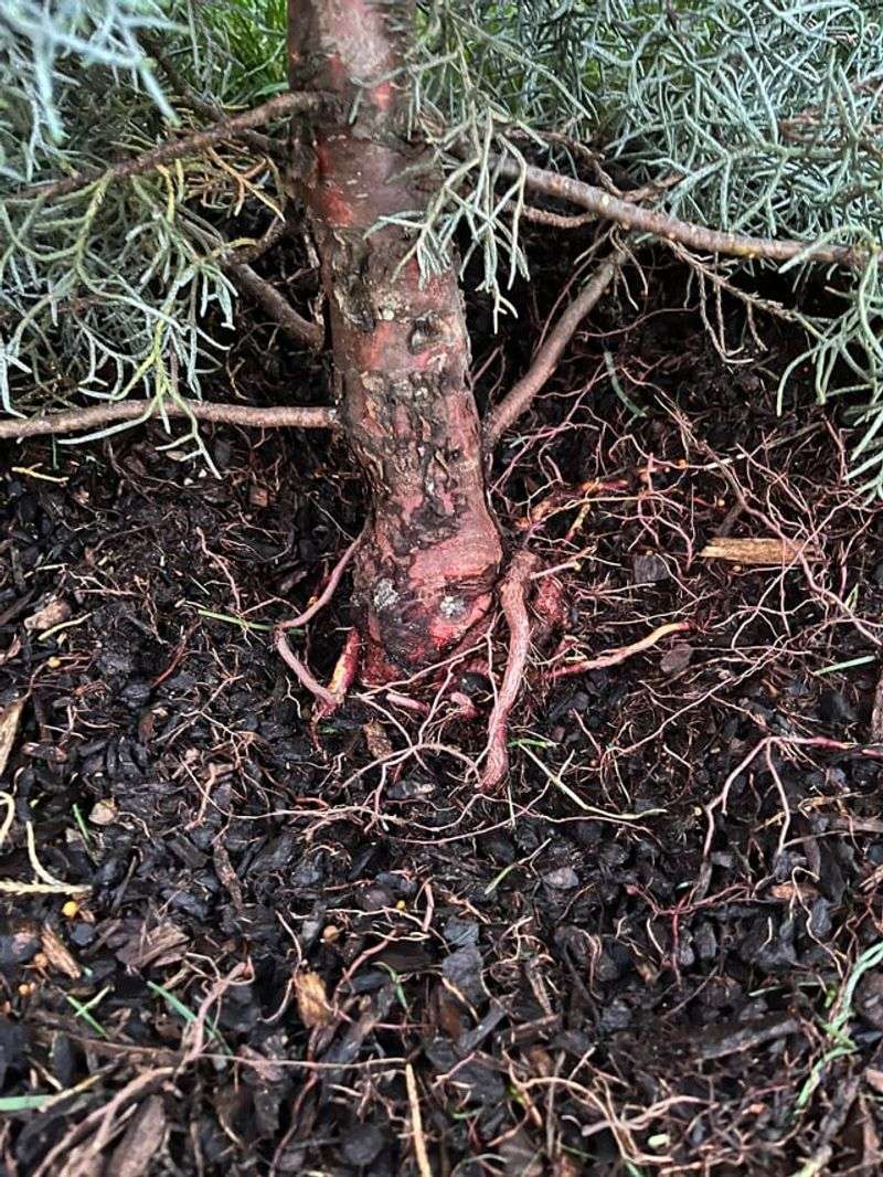 Exposed Roots Are A Serious Warning Sign