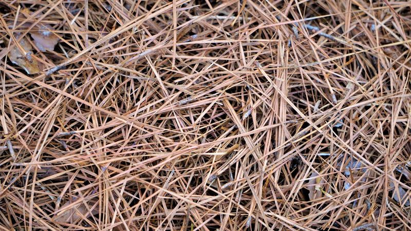 Extended Dry Weather Makes Pine Straw More Flammable Extended Dry Weather Makes Pine Straw More Flammable