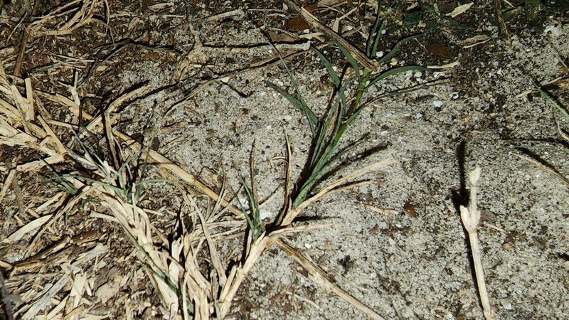 Extra Feeding Can Invite Disease