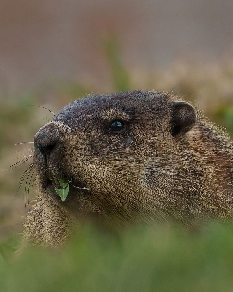 Extra Feeding Helps Fuel Their Long Winter Fast Extra Feeding Helps Fuel Their Long Winter Fast